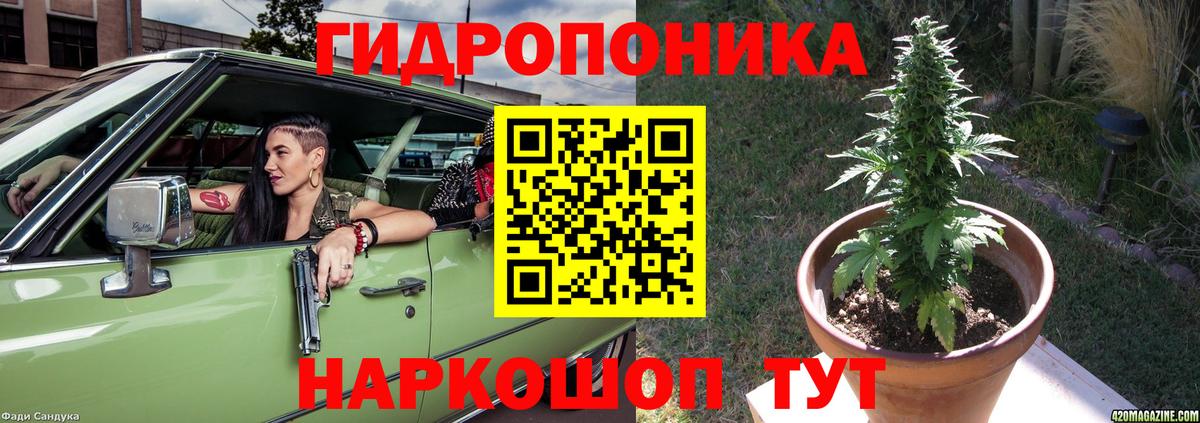 Бошки Шишки планчик Малгобек